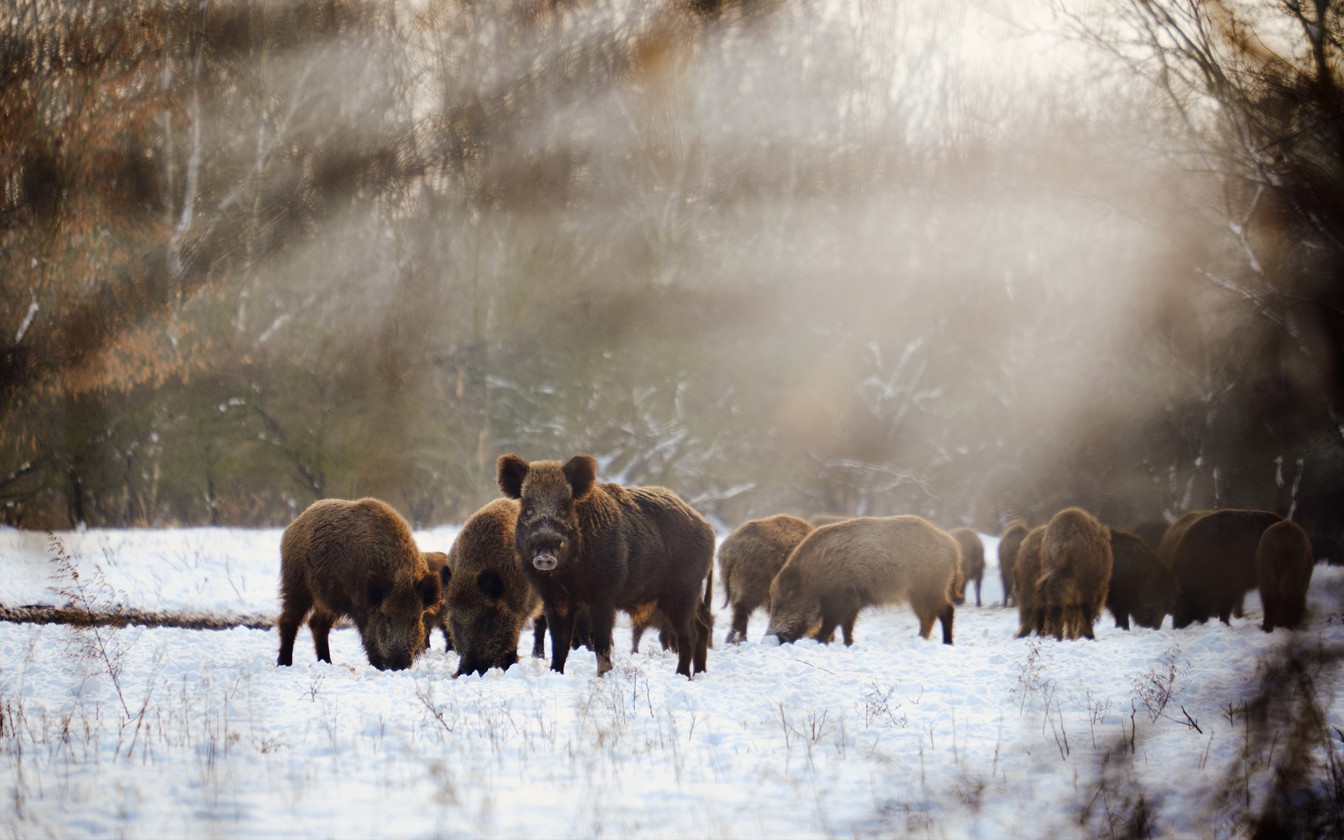 wild boar on field covered by snow