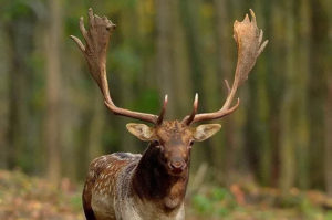 fallow stag in forest